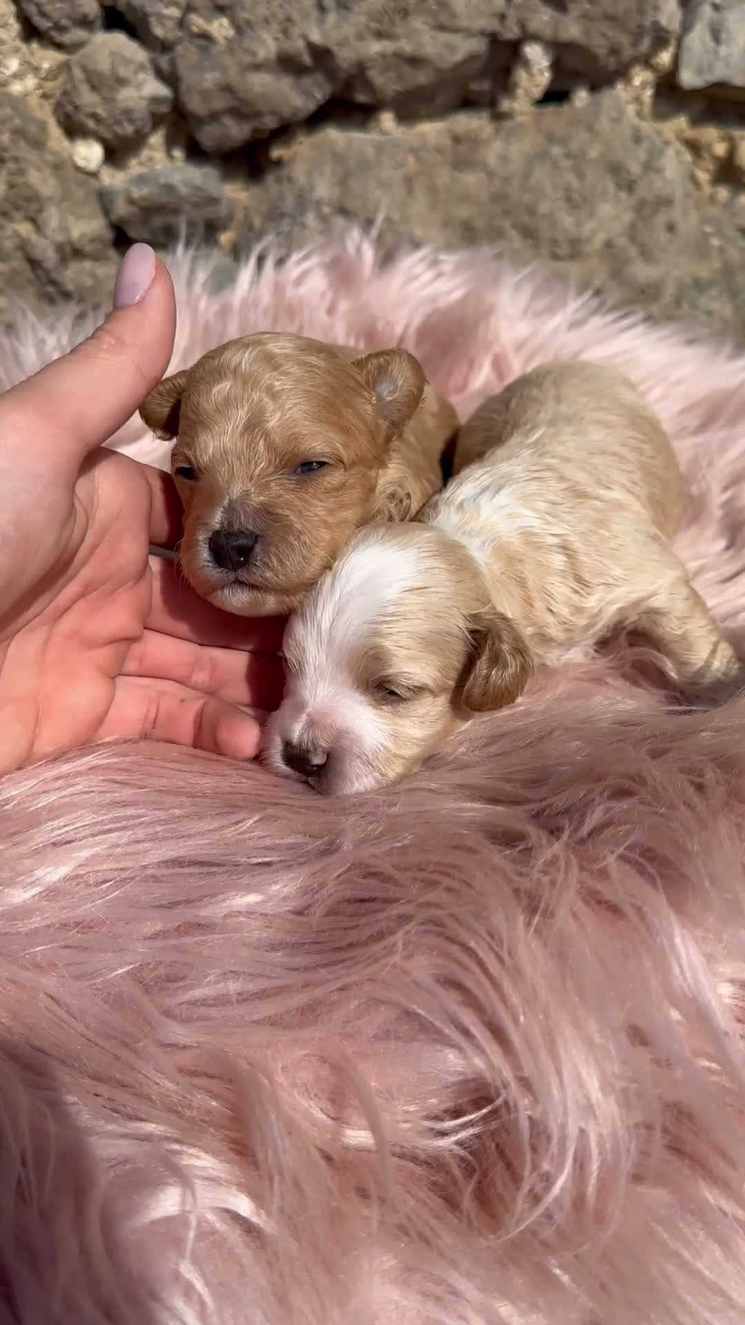Maltipoo cani in vendita: Cuccioli di MALTIPOO - Video 1