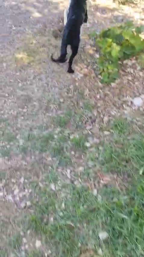 Meticcio cani in regalo: KEYLI cucciola taglia medio piccola - Video 3