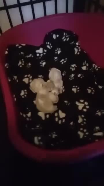 Ragdoll gatti in vendita: Disponibili cuccioli ragdoll - Video 1