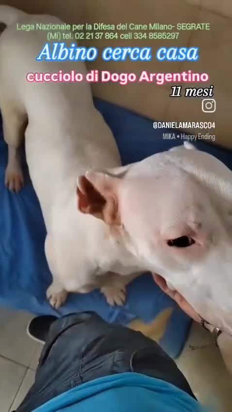 Dogo Argentino cani in regalo: ALBINO DOGO - Video 1