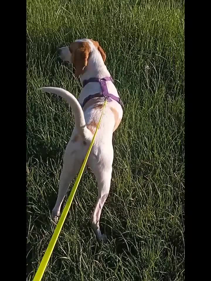 Segugio cani in regalo: Segugia in cerca di adozione - Video 1