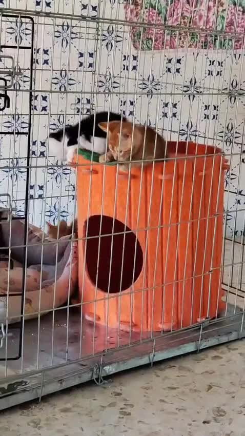 Meticcio gatti in regalo: Sole adorabile gattino a Città Metropolitana di Bologna - Video 1