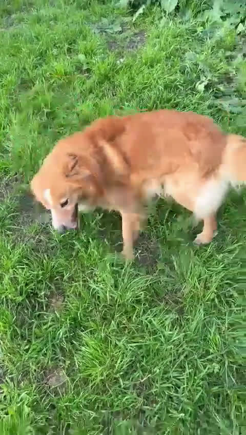 Meticcio cani in regalo: RICKY. 💙 - simil volpino taglia piccola - Video 1