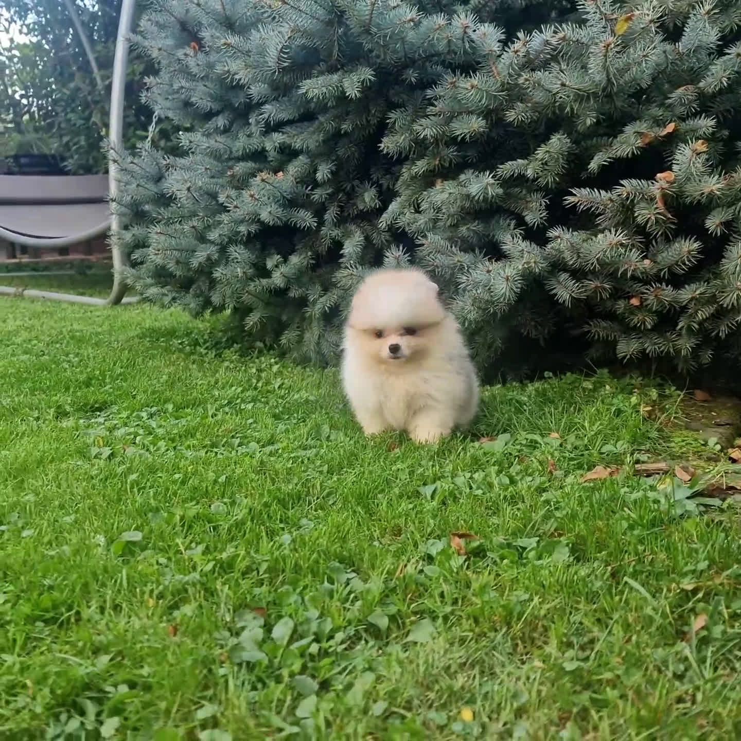 Spitz cani in vendita: Spitz tedesco NANO Pomerania  - Video 4