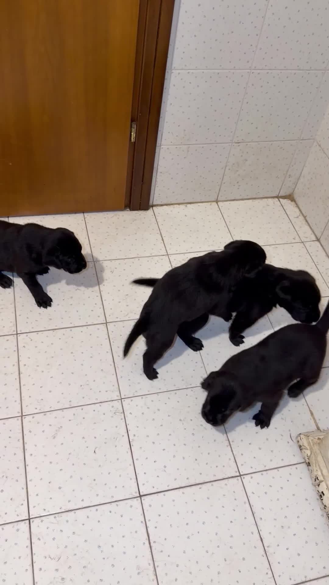 Meticcio cani in vendita: Cuccioli Meticci a Provincia di Mantova - Video 2