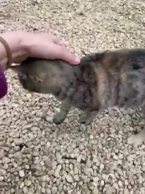 Meticcio gatti in regalo: CHI ADOTTA LA DOLCE TIGRA? - Video 1