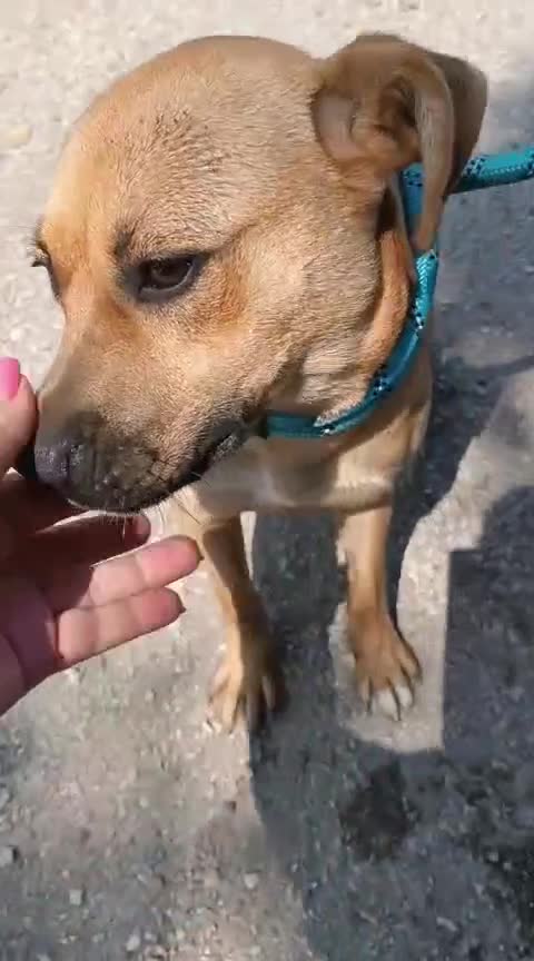 Meticcio cani in regalo: Andreina: dolce e socievole con tutti  - Video 1