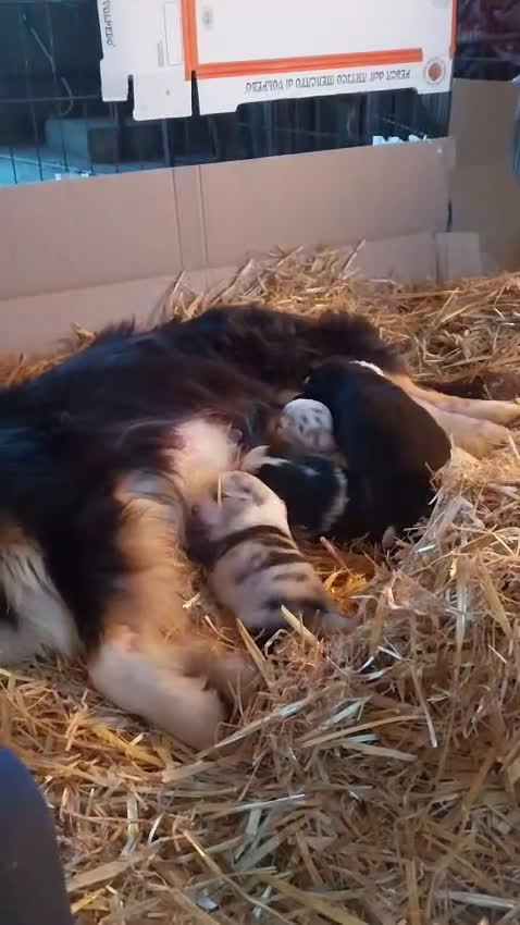 Australian Shepherd cani in vendita: Cedesi cuccioli di australian shepard  - Video 1