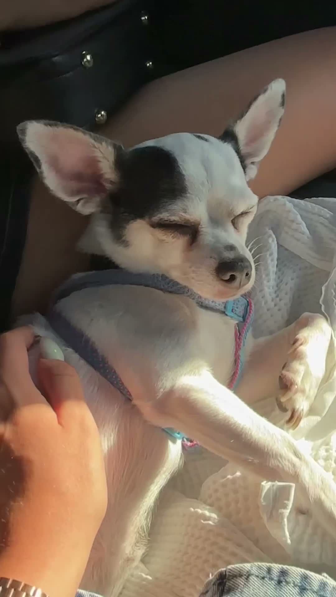 Chihuahua cani per accoppiamento: Cerco maschietto Chihuahua per Angel a Provincia di Latina - Video 1