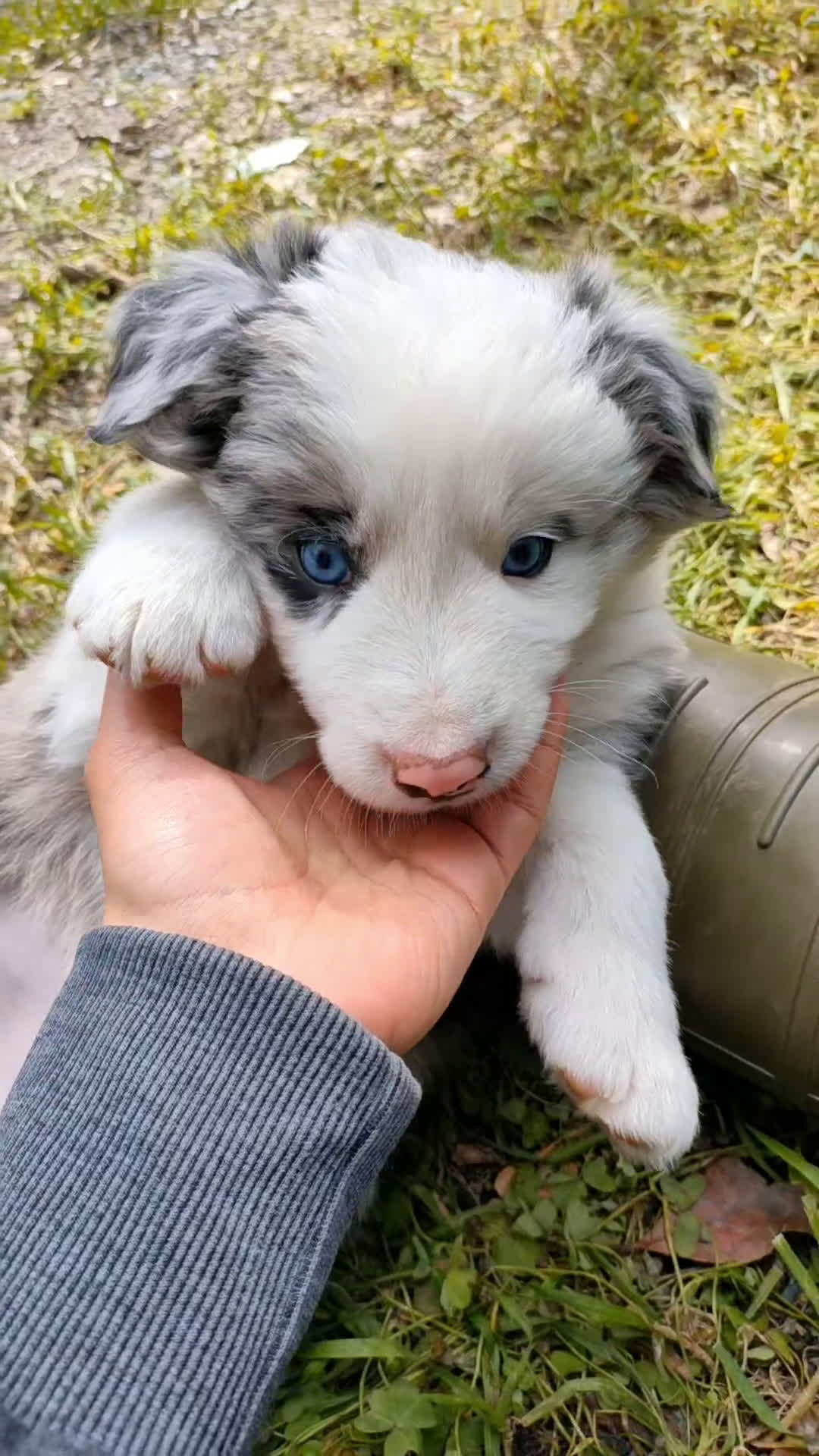 Border Collie cani in vendita: Cuccioli di Border Collie  - Video 3