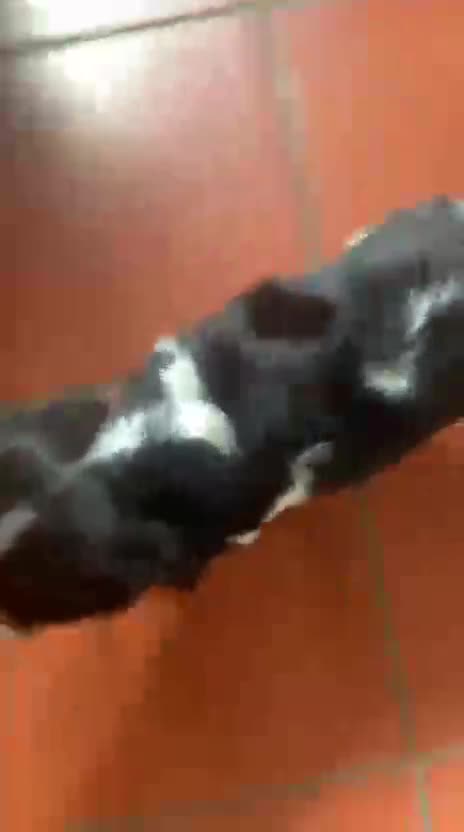 Cavalier King cani in vendita: Cuccioli di Cavalier King Charles Spaniel - Video 1
