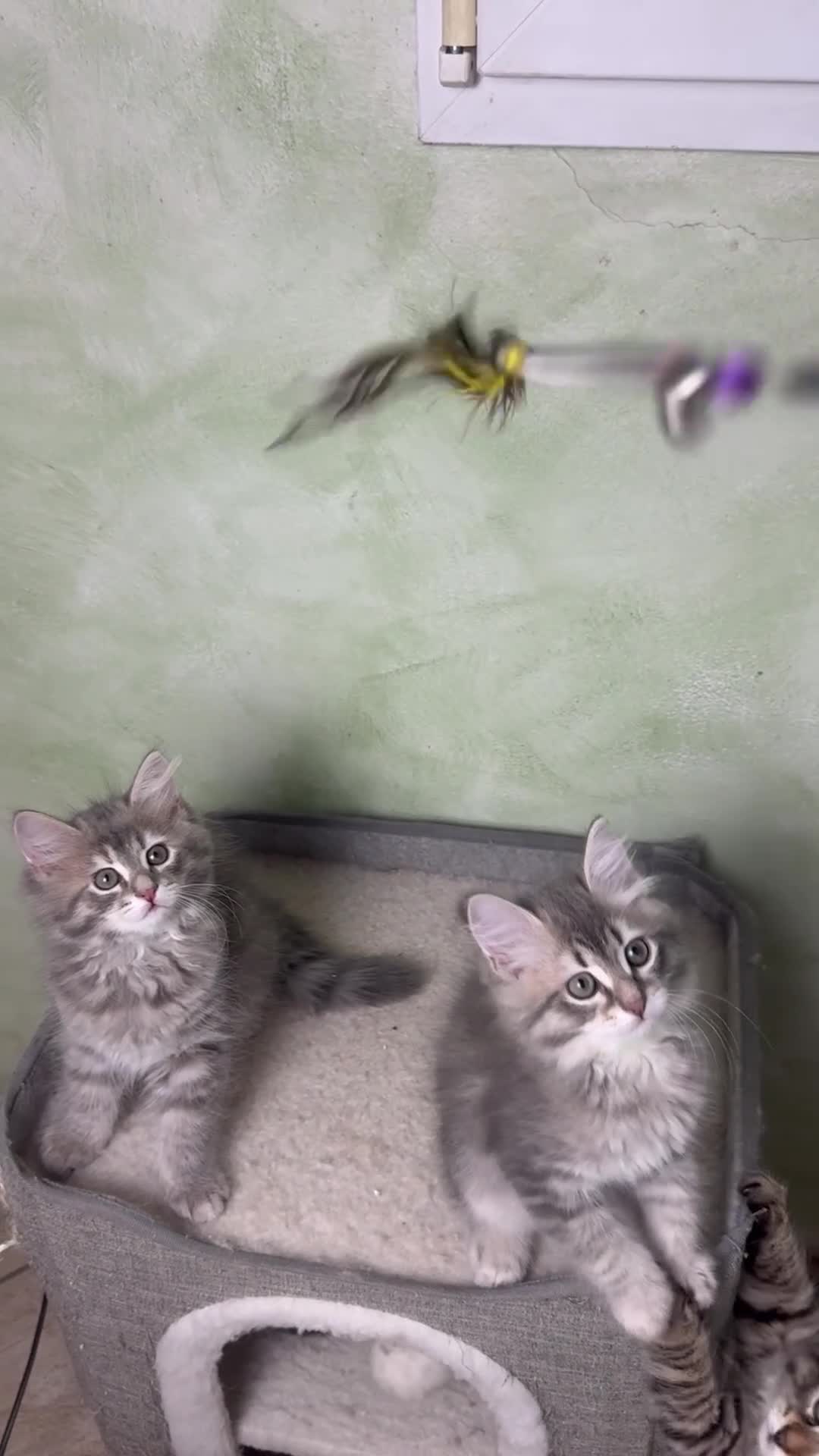 Siberiano gatti in vendita: Ultimi due cuccioli gatto siberiano pedigree ENFI - Video 2