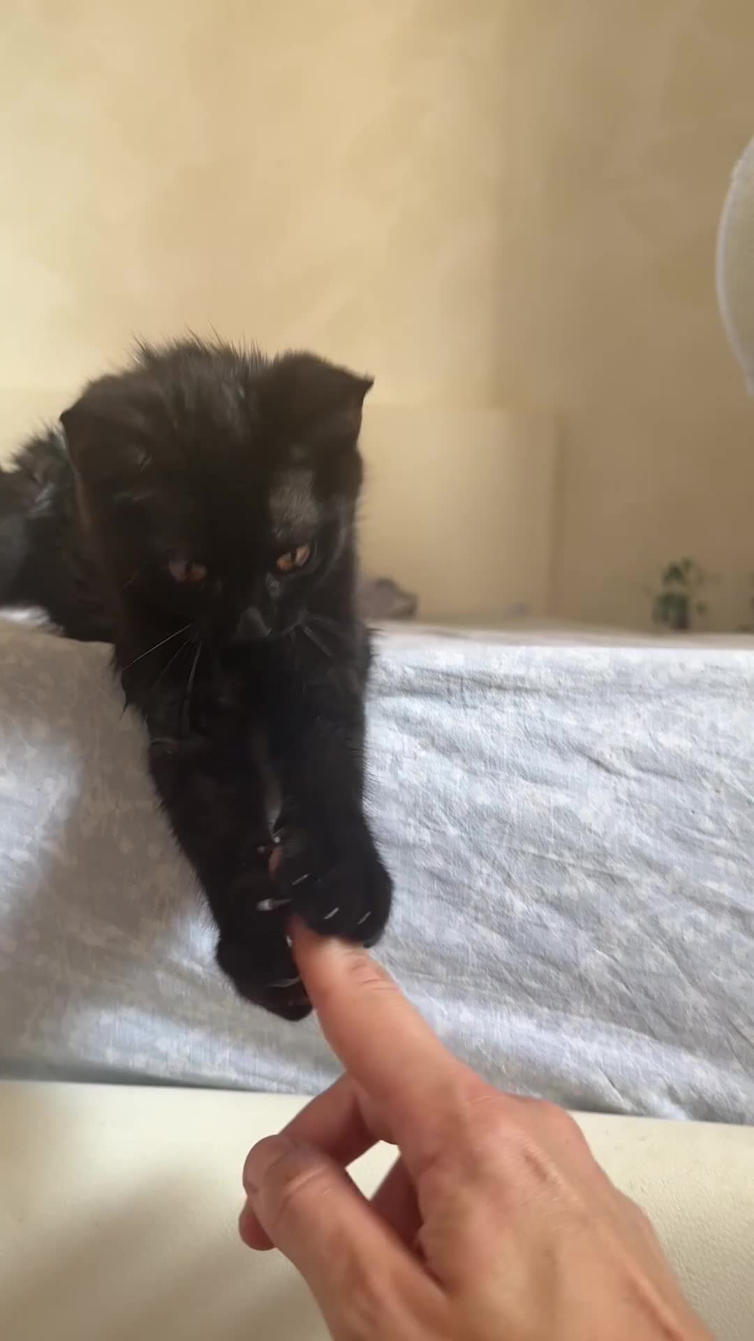 Altre razze gatti in vendita: Gattini🩷🩷🩷🩵 REGALO. Toscana🤍 - Video 2