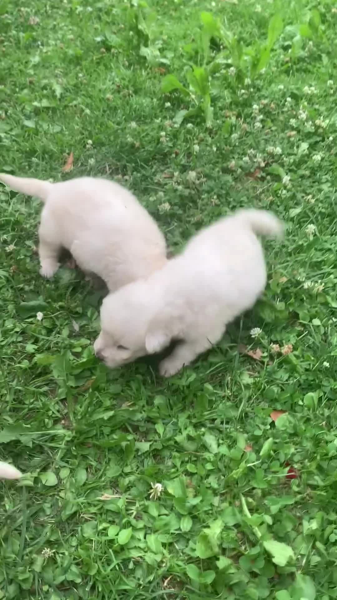 Pastore Abbruzzese Maremmano cani in vendita: Cuccioli di Pastore Maremmano Abbruzzese  a Provincia di Cuneo - Video 1