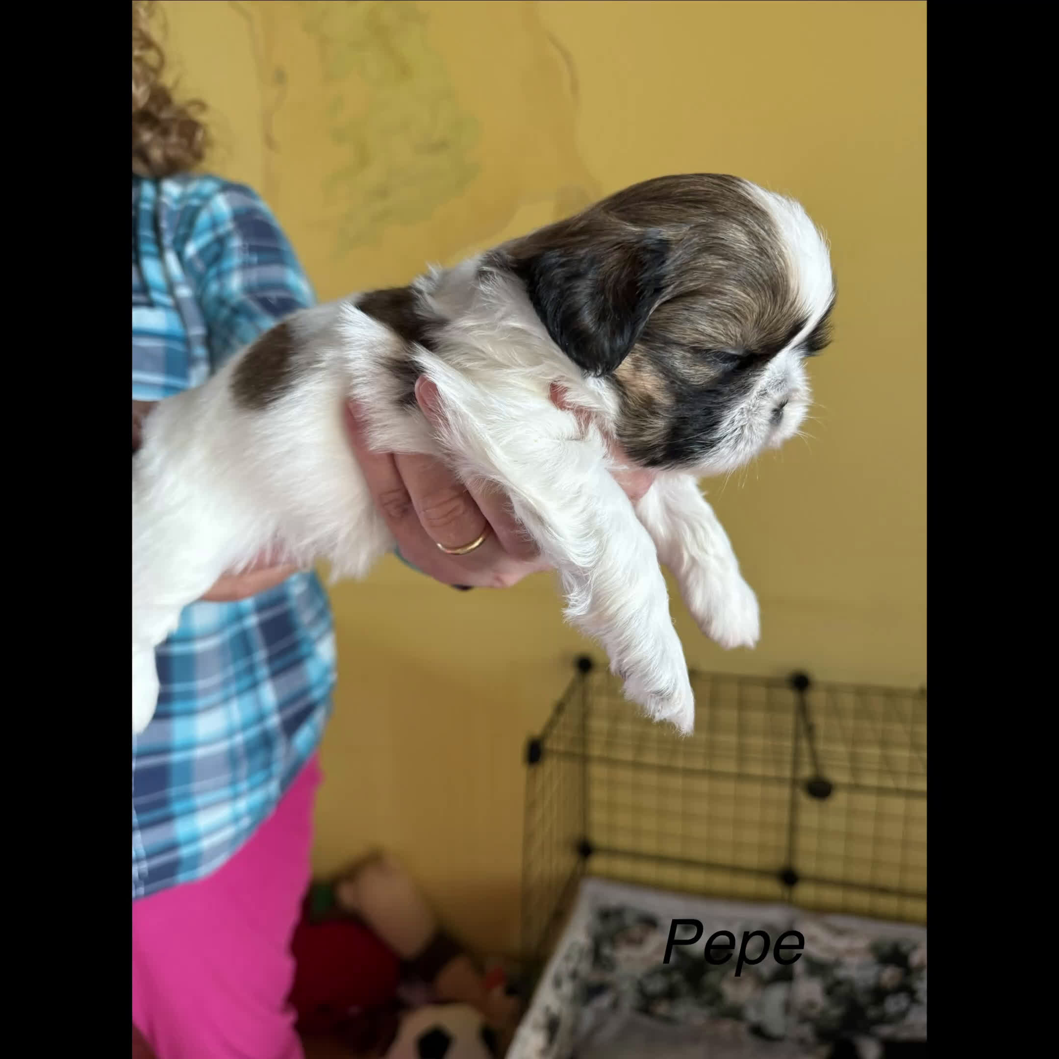 Shih Tzu cani in vendita: Vendita cuccioli Shih Tzu - Video 2