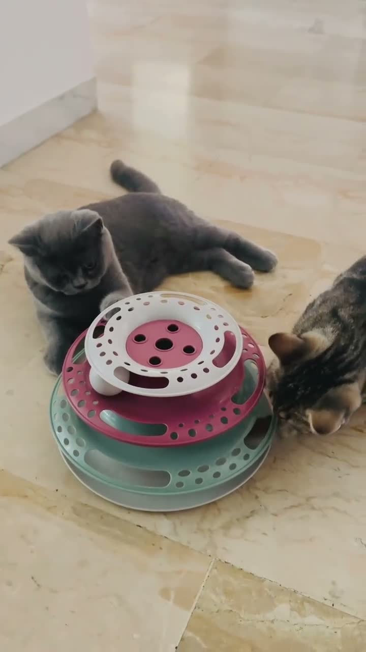 British gatti in vendita: British Shorthair maschio grigio - Video 1