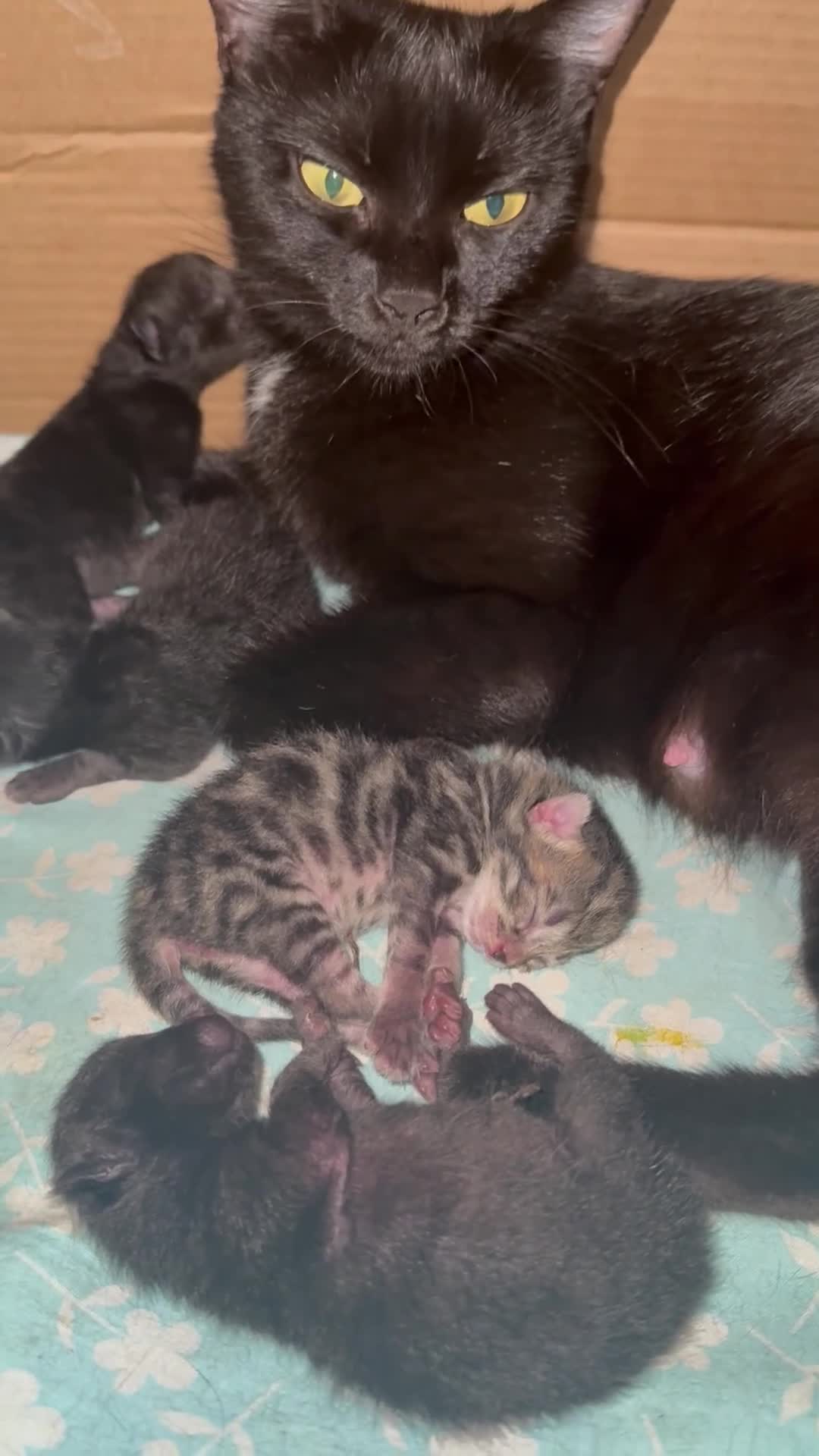 Altre razze gatti in vendita: 🩶🩵GATTINI MOLTO BELLI E INTELLIGENTE🩷🖤 - Video 2