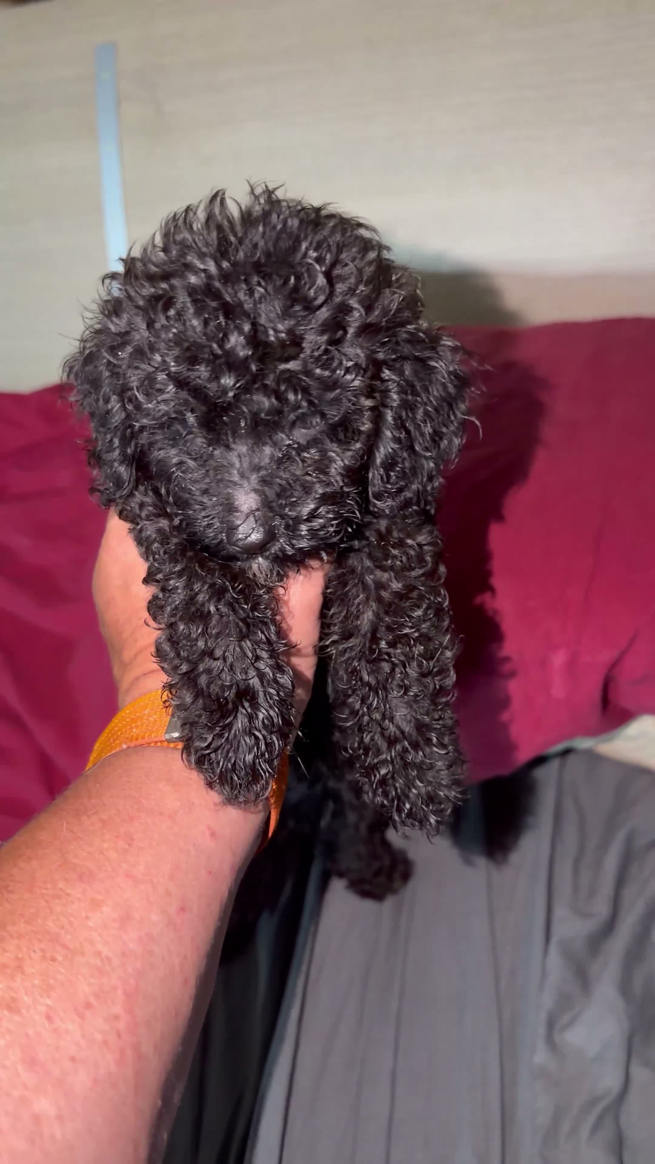 Barboncino Toy cani in vendita: Barboncini toy - Video 1