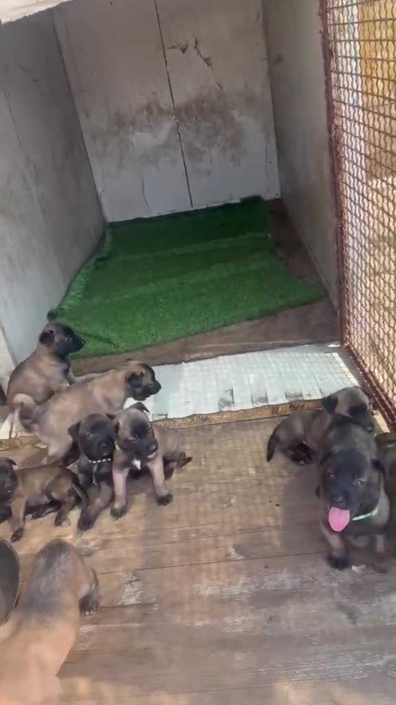 Pastore Belga cani in vendita: Splendidi cuccioli Pastore Belga Malinois - Video 2