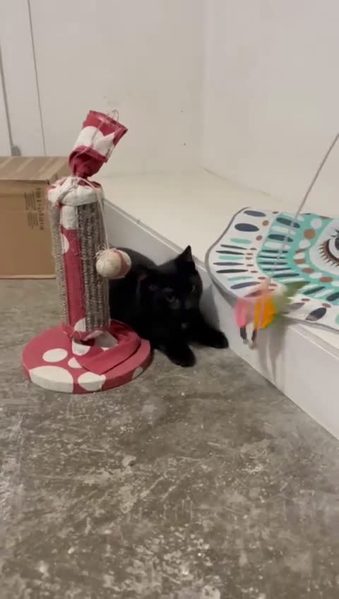 Europeo gatti in regalo: MADAME, bellissima gattina cerca casa! - Video 2