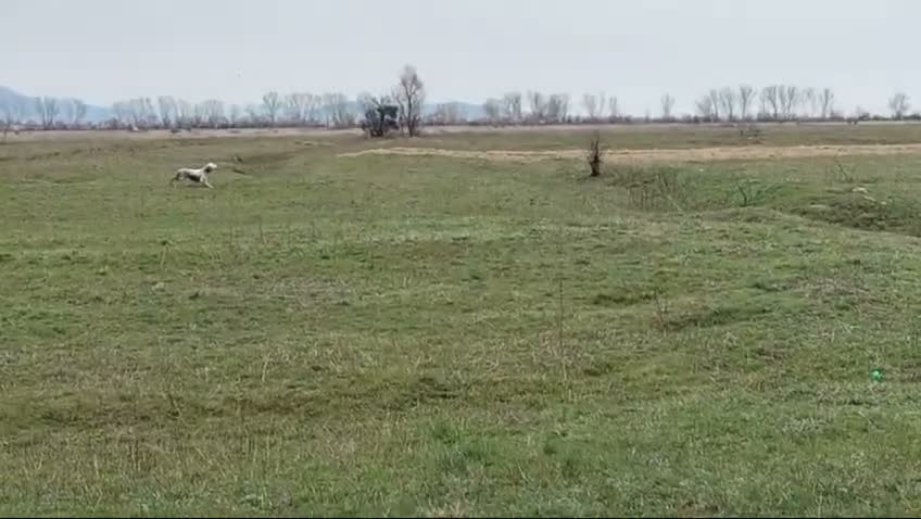 Setter Inglese cani in vendita: Setter inglese  - Video 1