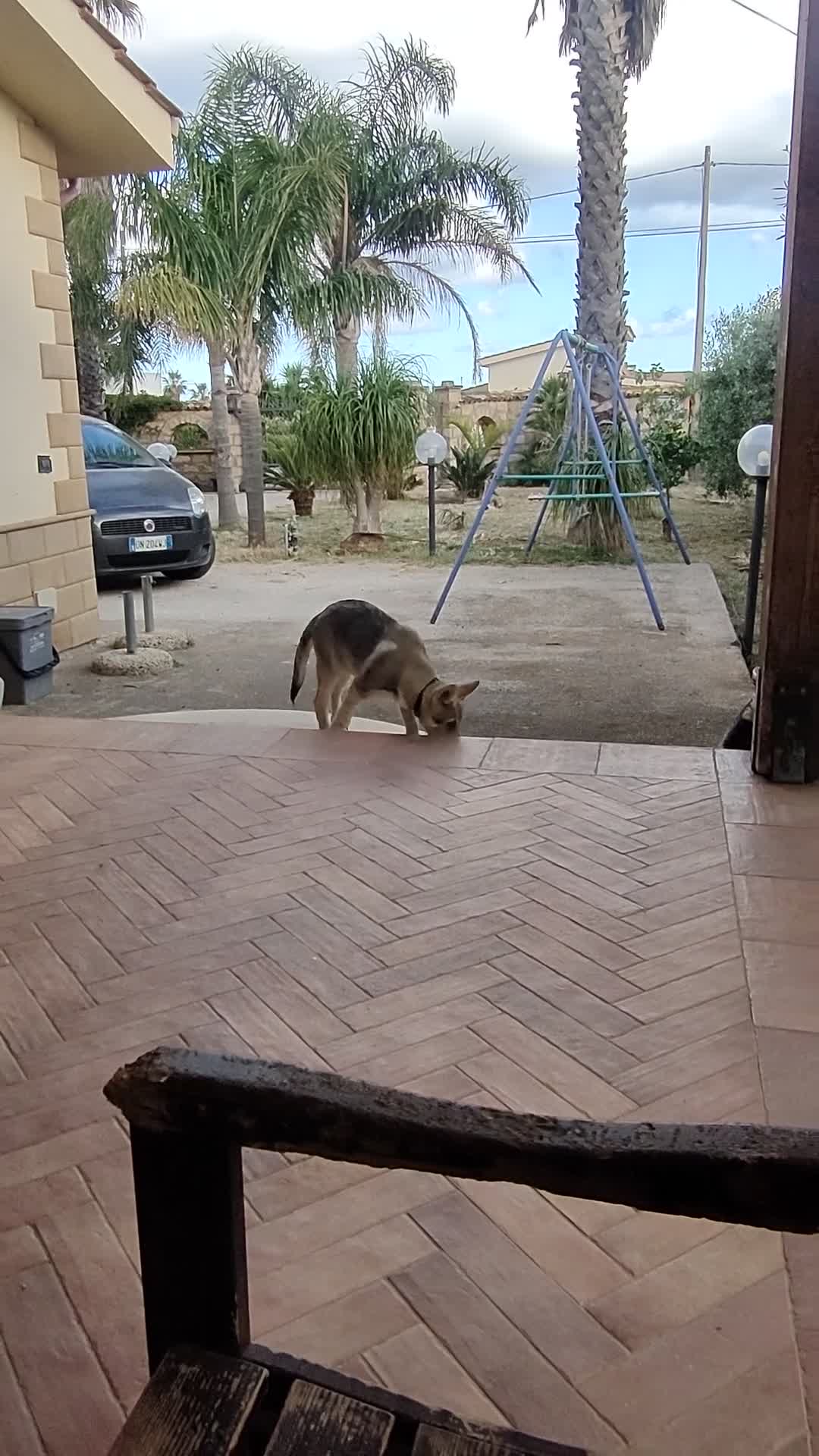 Lupo Cecoslovacco cani in vendita: Cucciola lupo cecoslovacco  - Video 1
