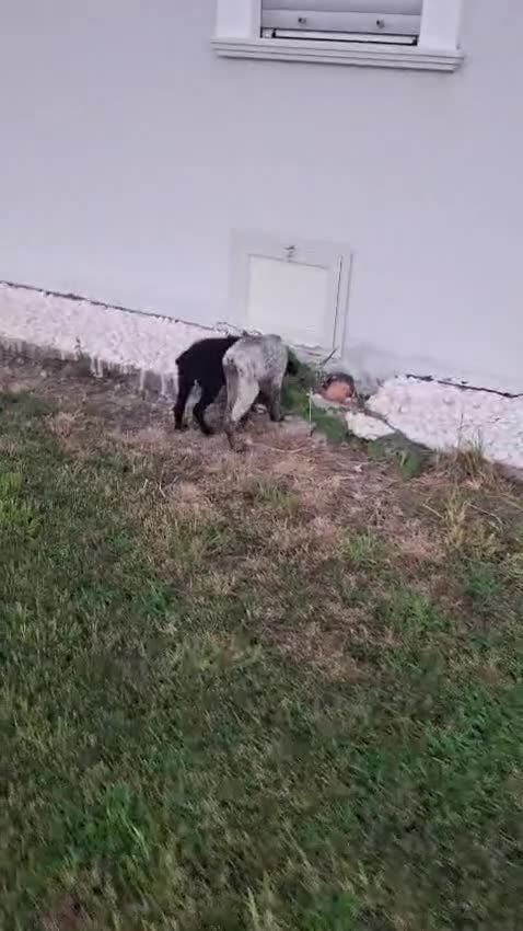 Meticcio cani in regalo: GIULIA 🩷 un mondo da scoprire insieme 😍 - Video 2