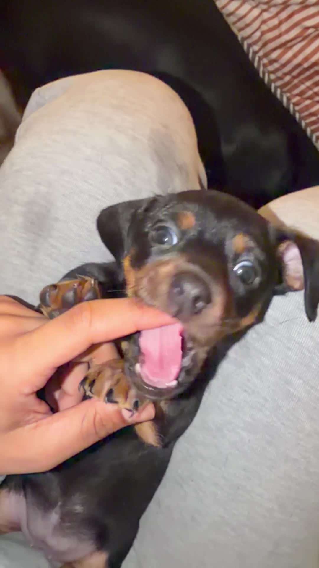 Meticcio cani in vendita: Cucciolata incrocio bassotto isabella nano  - Video 2