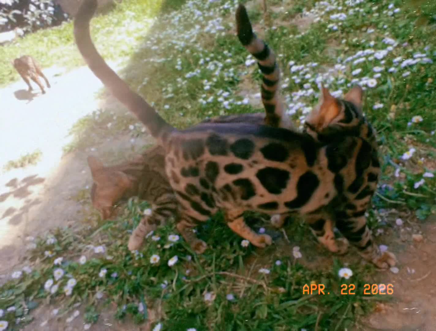 Bengala gatti in vendita: Gatto Bengala Maschio  - Video 1