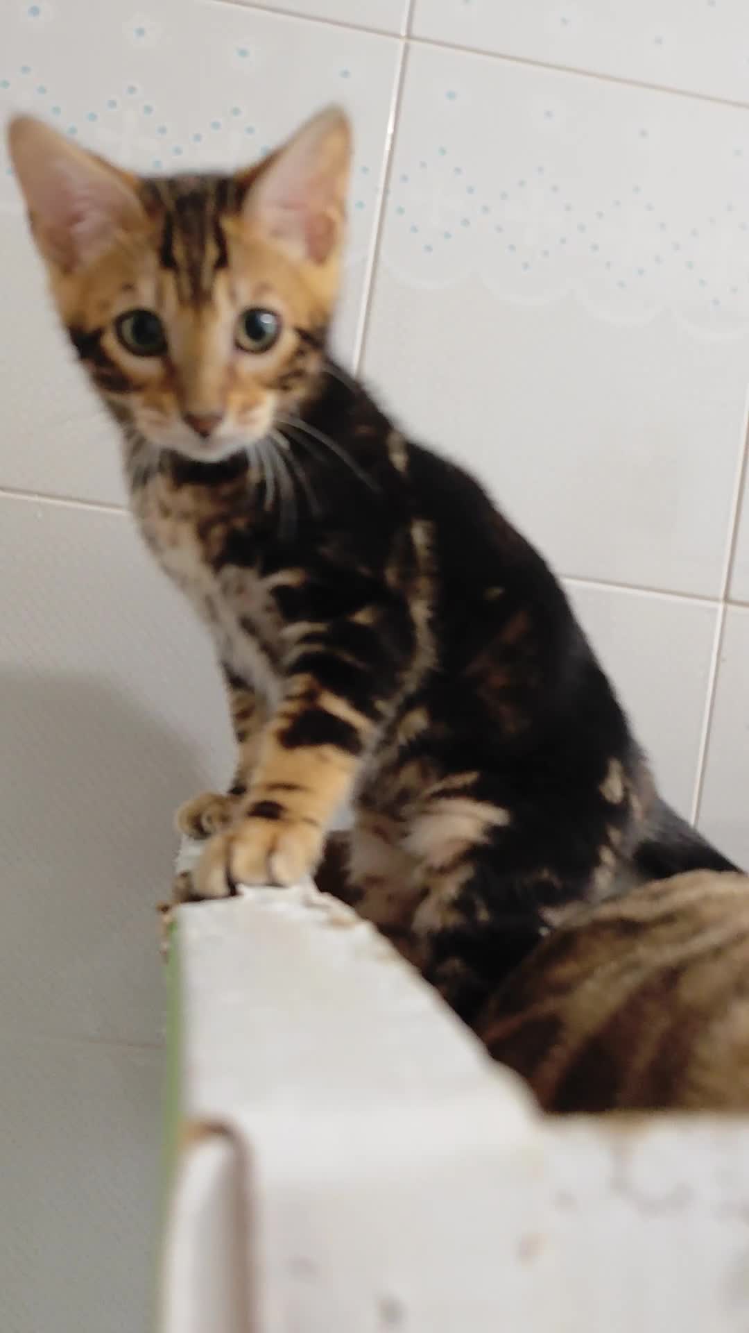 Bengala gatti in vendita: Cuccioli gattini del Bengala - Video 1