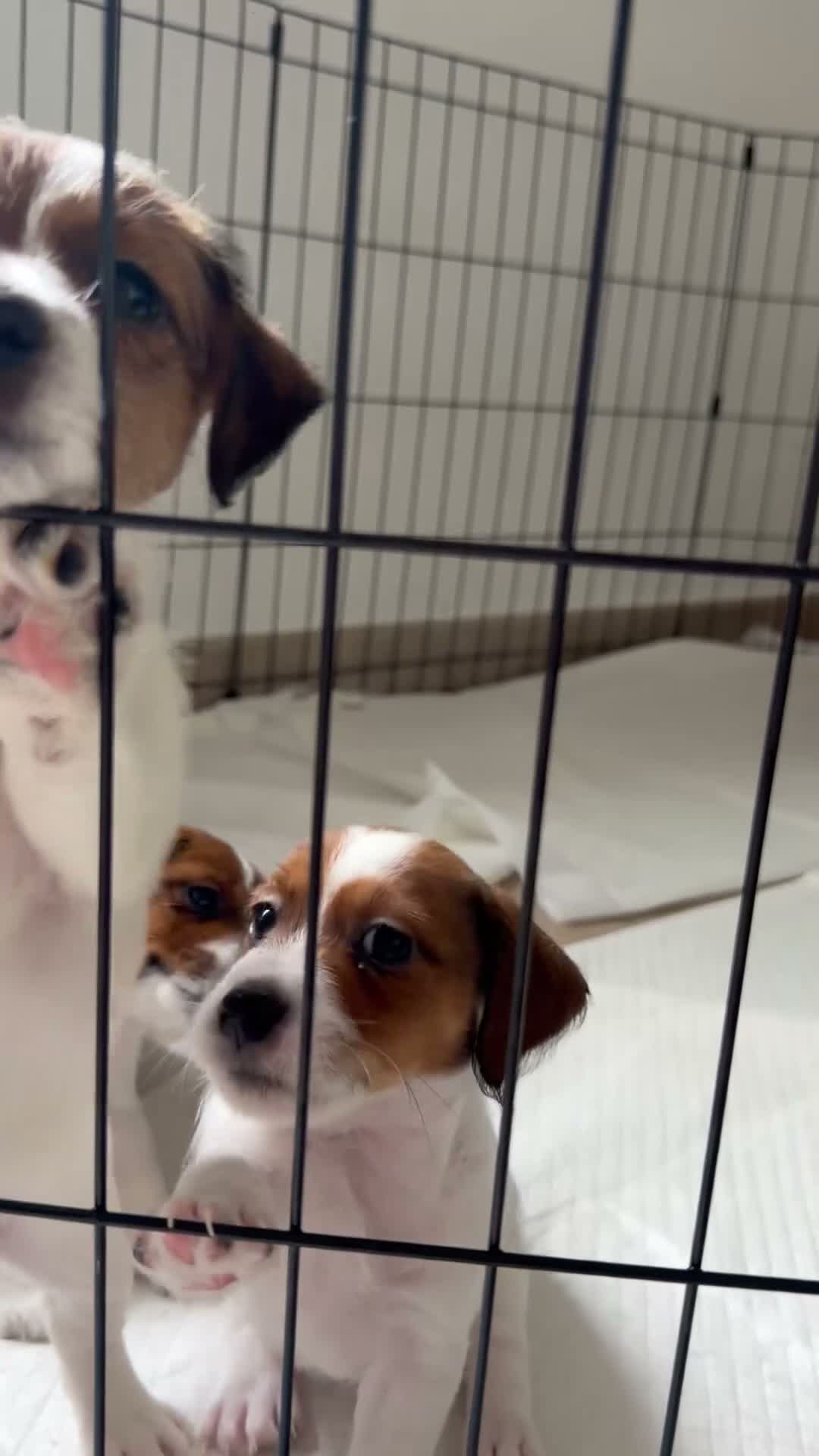 Jack Russell cani in vendita: Cuccioli di Jack Russel Terrier con pedigree ENCI - Video 2