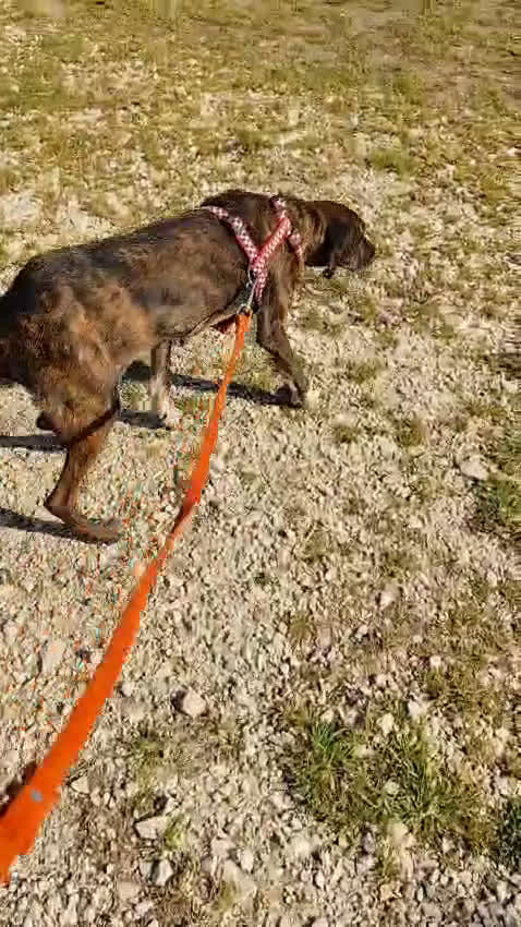 Meticcio cani in regalo: Cannella... adozione del SUPER CUORE ❤️ - Video 4