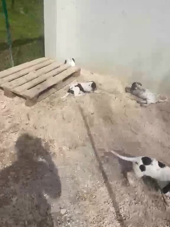 Meticcio cani in regalo: 3 TENERE SORELLINE - Video 4