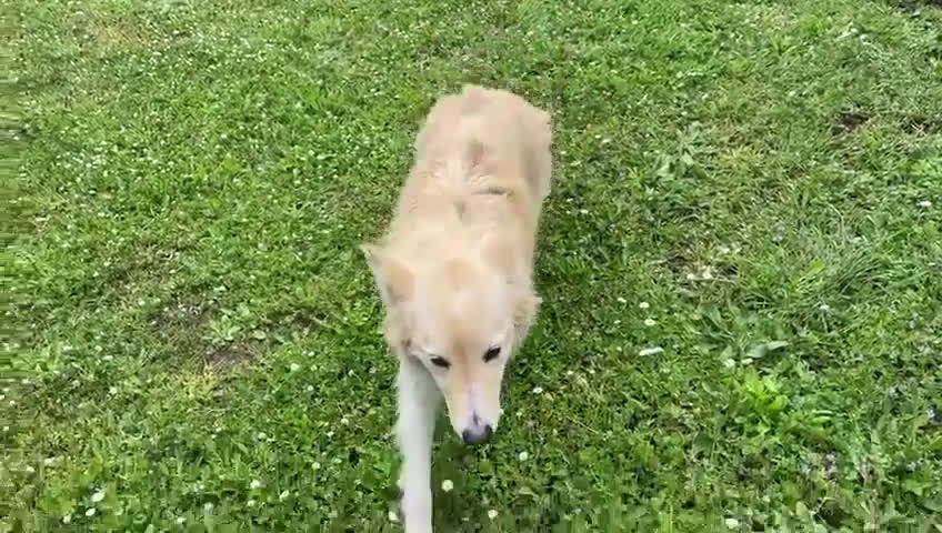 Meticcio cani in regalo: LUCKY-COTONE, IL NOSTRO ANGELO PELOSO, ASPETTA ANC a Città metropolitana di Milano - Video 5