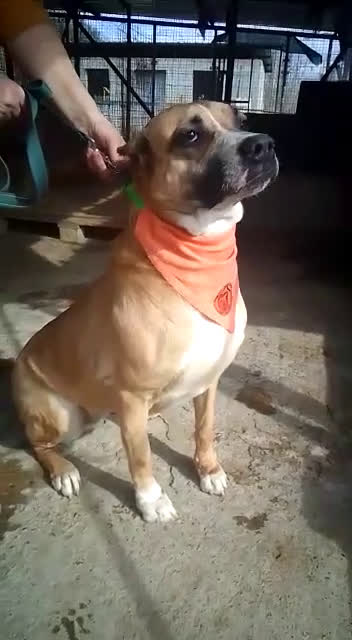 Meticcio cani in regalo: AKIRA HA BISOGNO DI VOI  - Video 2