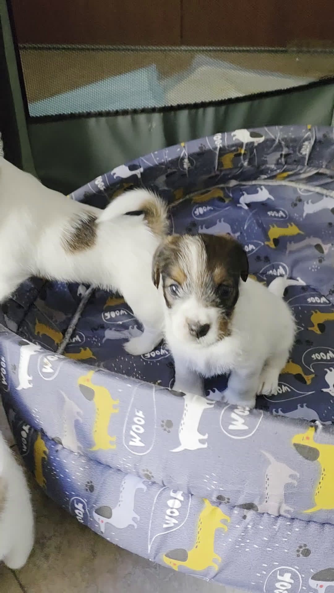 Jack Russell cani in vendita: Cuccioli di Jack Russell Broken e Ruvidi - Video 1