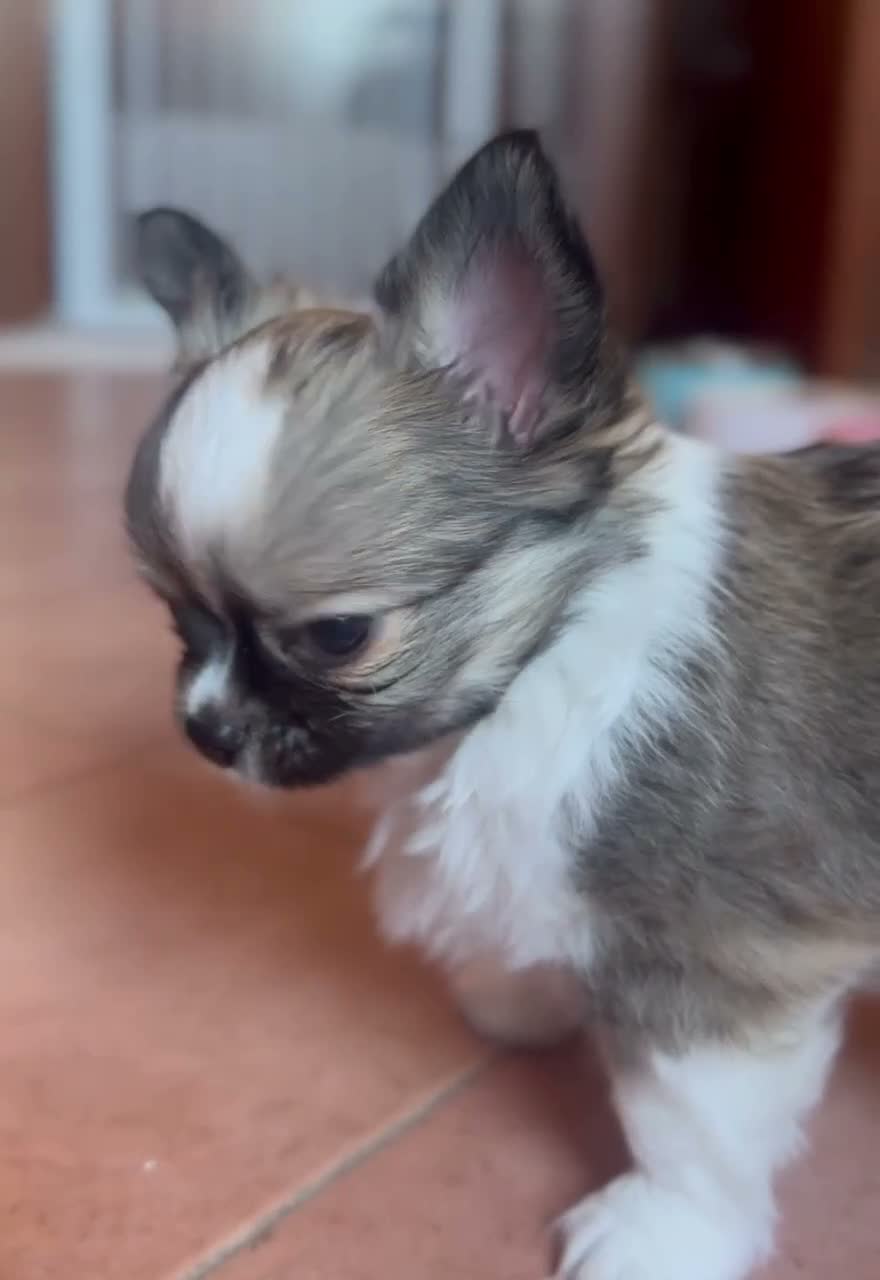Chihuahua cani in vendita: cuccioli maschi pelo lungo con pedigree ENCI/FCI - Video 2