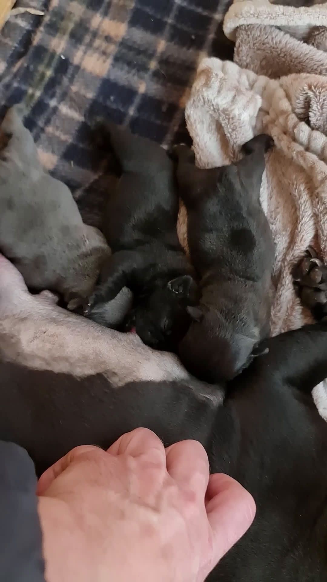 Bulldog Francese cani in vendita: BULLDOG FRANCESI CUCCIOLI allevati personalmente - Video 1