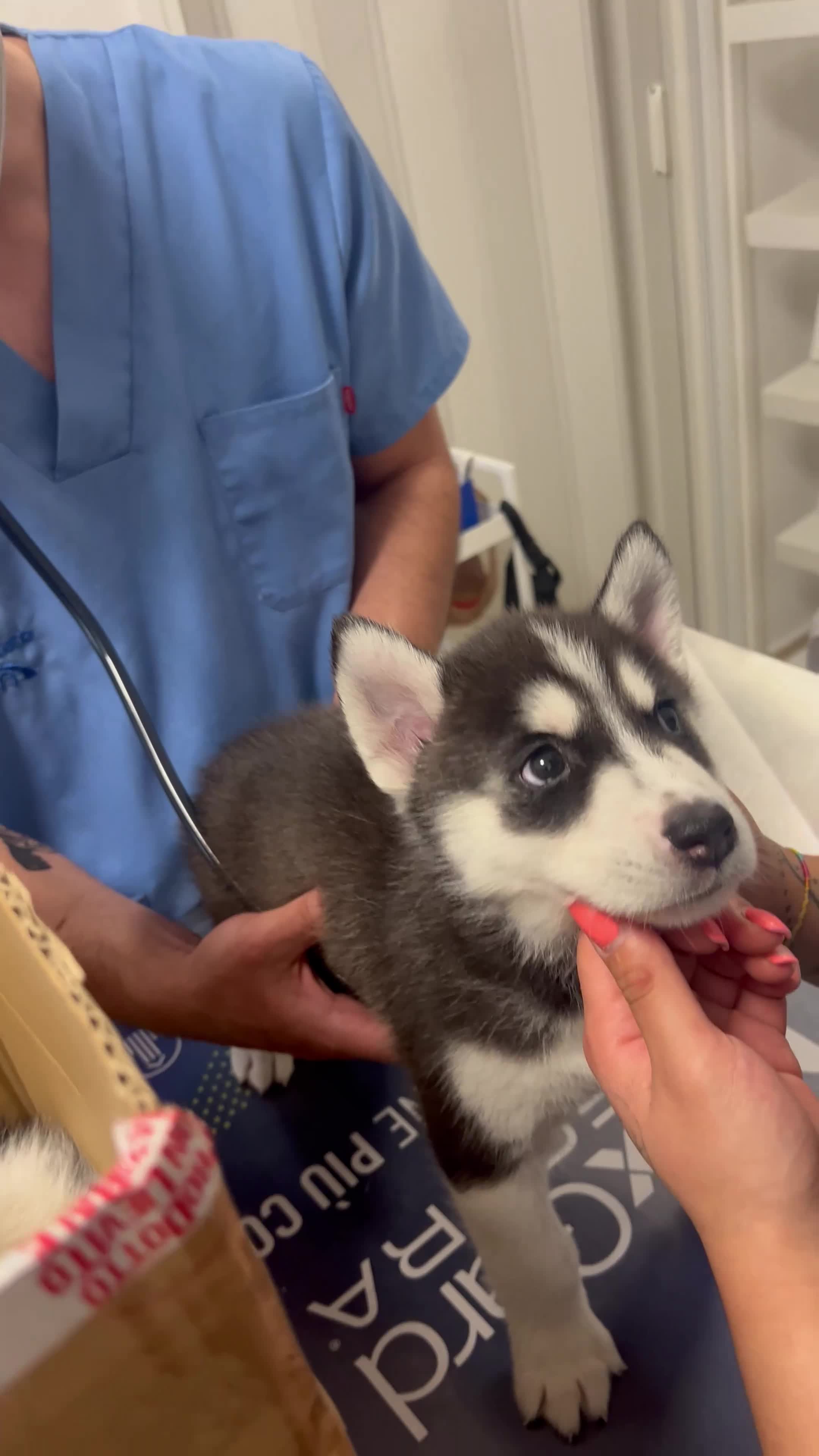 Husky cani in vendita: Husky Siberian puro a Provincia di Isernia - Video 1
