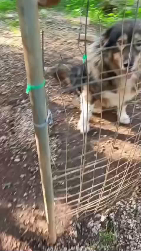 Pastore dei Carpazi cani in regalo: Max cerca casa. ottimo carattere a Ente di decentramento regionale di Udine - Video 1