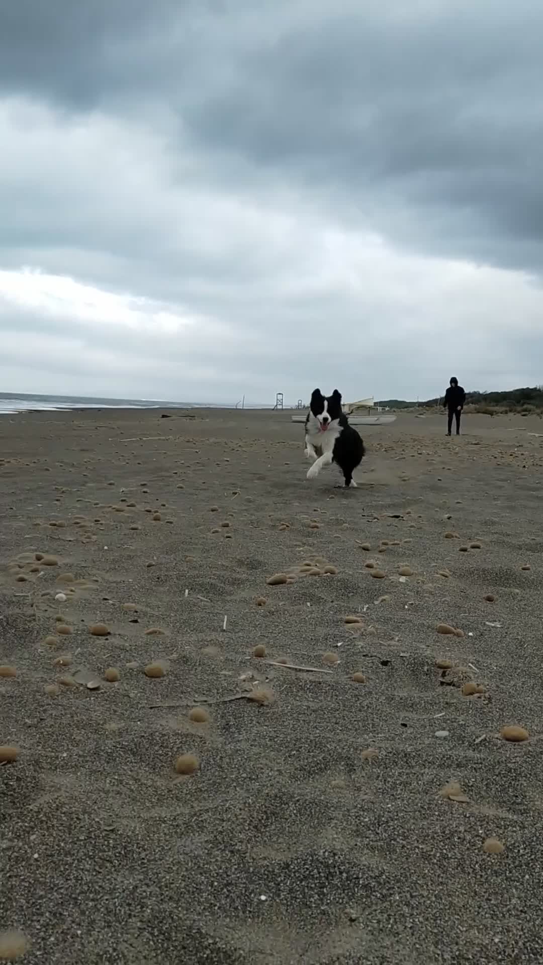 Border Collie cani per accoppiamento: Border Collie disponibile x accoppiamento - Video 1