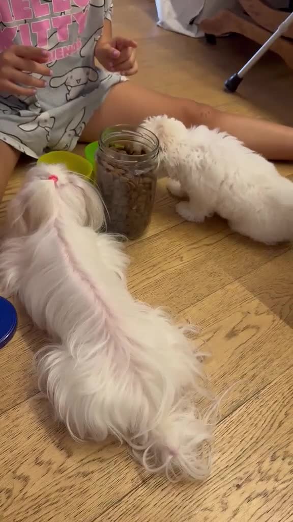 Maltese cani in vendita: Maltese MiniToy  - Video 1