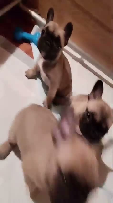 Bulldog Francese cani in vendita: Splendidi cuccioli di bouldogue francese  - Video 1