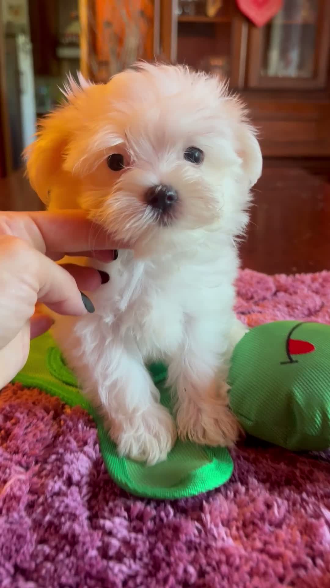 Maltese cani in vendita: Maltesi pedigree Enci pagamenti agevolati  - Video 2