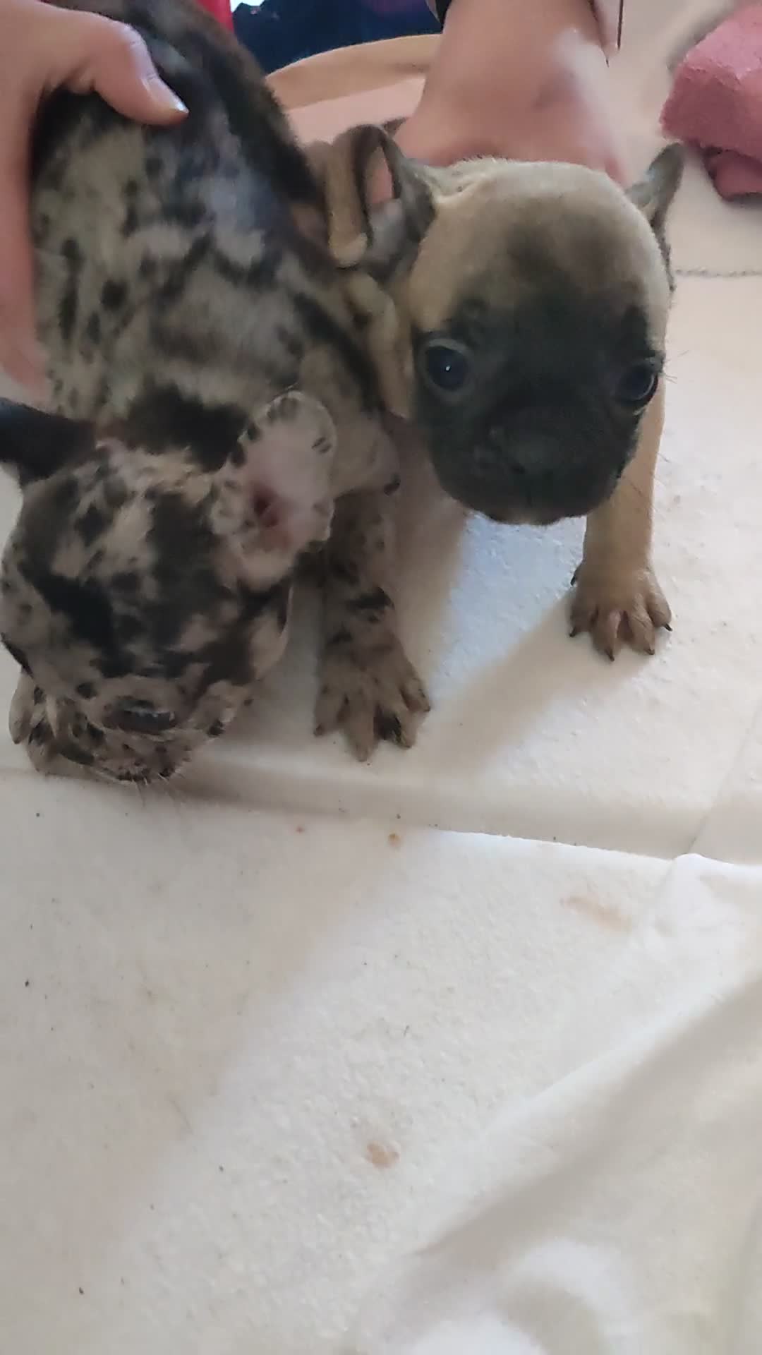 Bulldog Francese cani in vendita: Cuccioli esotici di bulldog francese  - Video 2