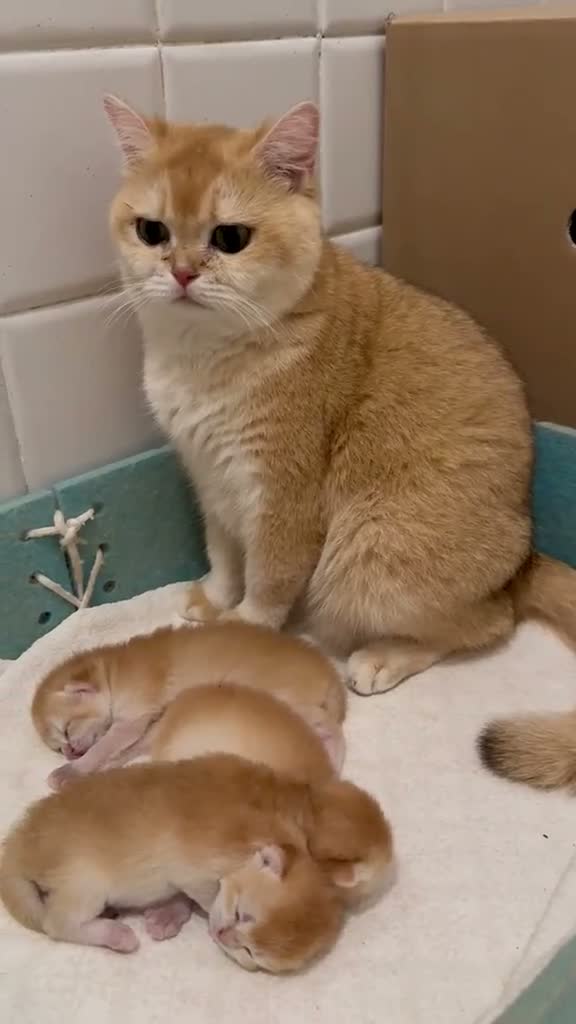 British gatti in vendita: British Shorthair golden ny12 - Video 2