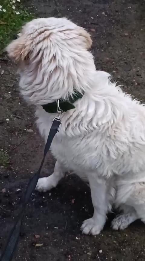 Meticcio cani in regalo: Jimmy, mini maremmano in canile - Video 2