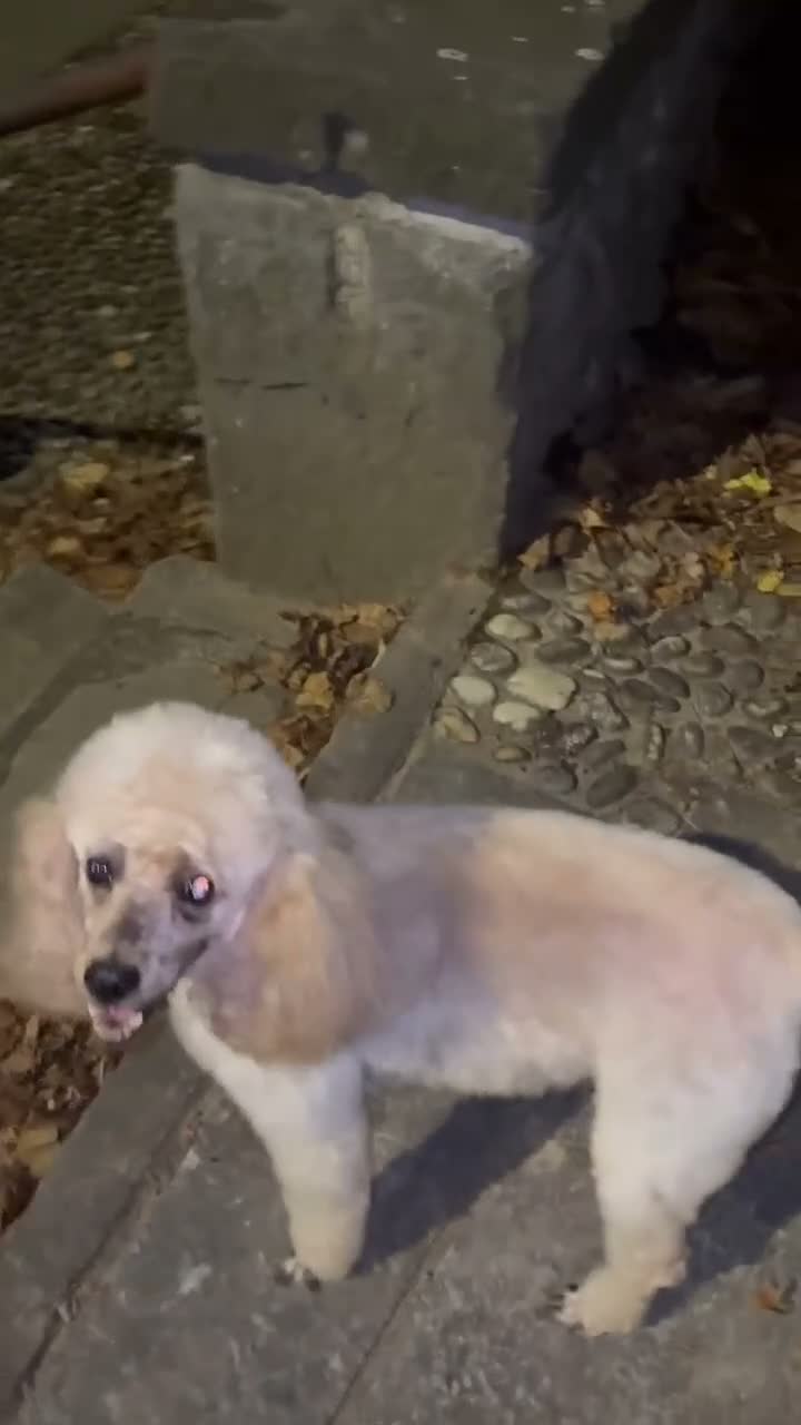 Barboncino cani in vendita: Barboncino nano  - Video 1