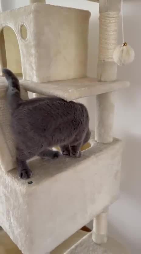 British gatti in vendita: Quattro piccoli British cercano casa 🐾 - Video 2