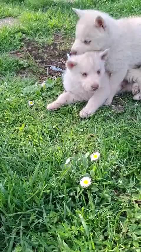 Husky cani in vendita: Siberian husky  - Video 3